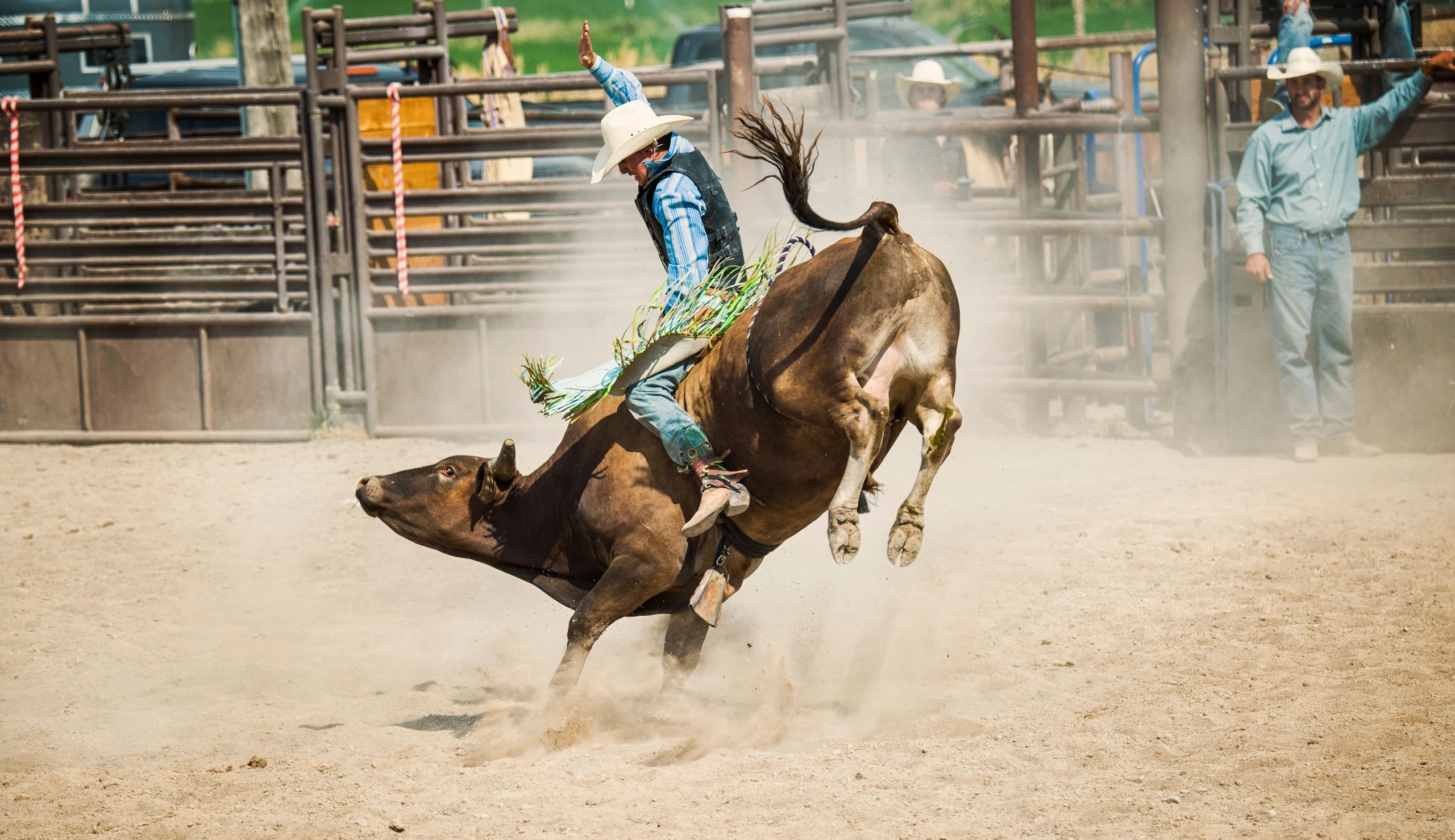 Bull riding rodeo action